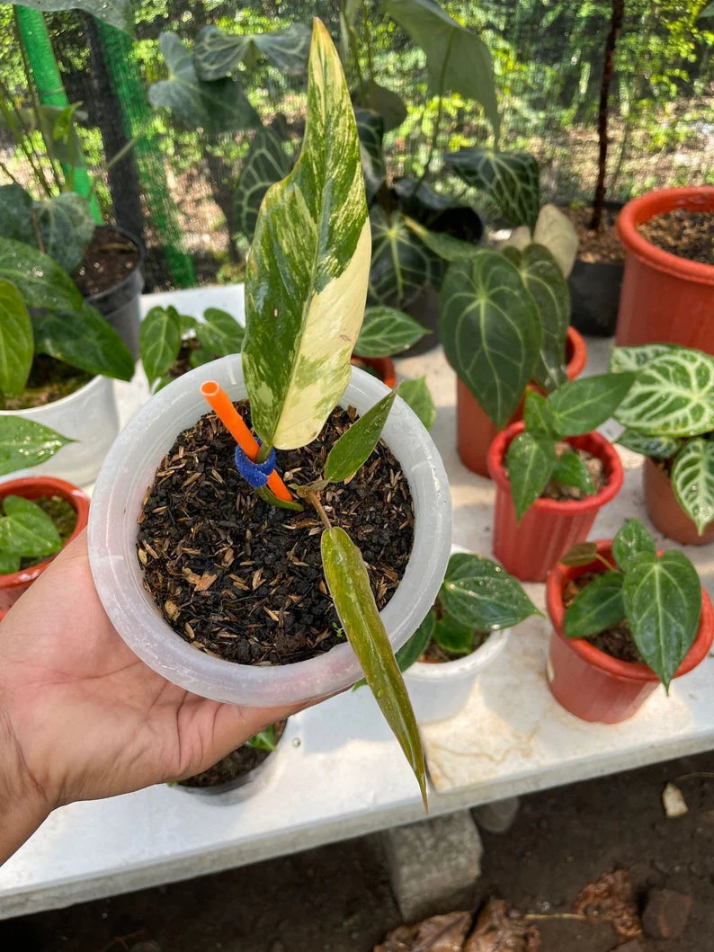 Variegated Philodendron Caramel Marble image 0