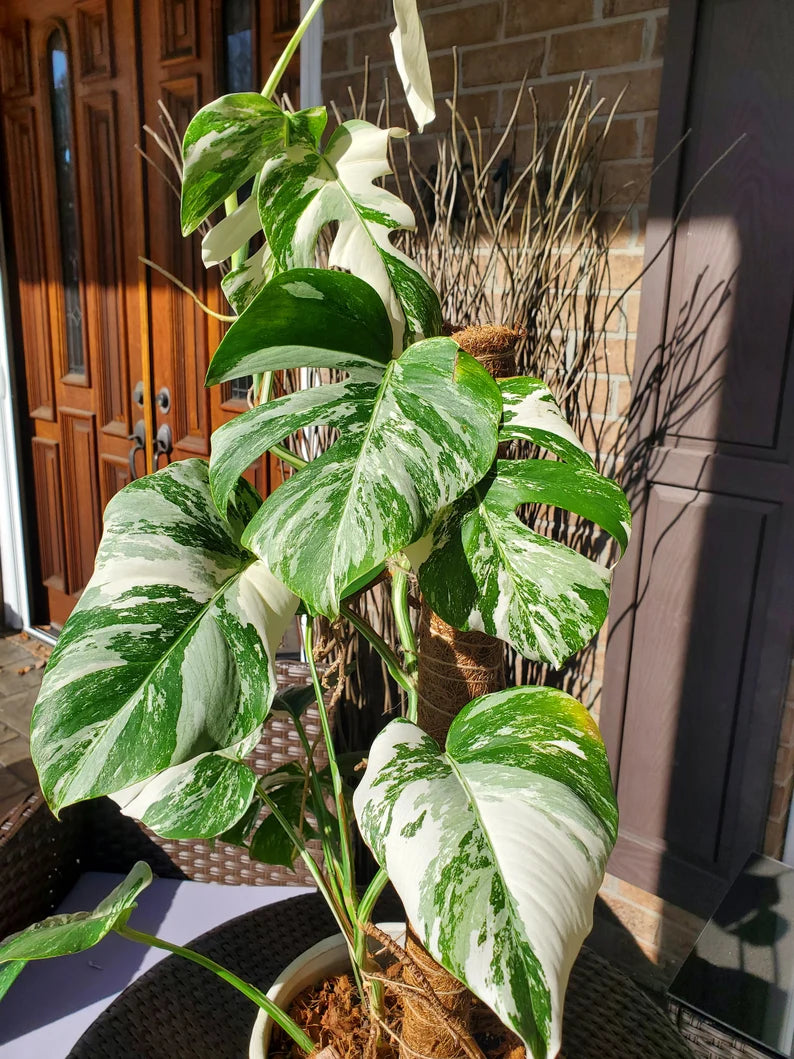 Monstera Albo Borsigiana image 0