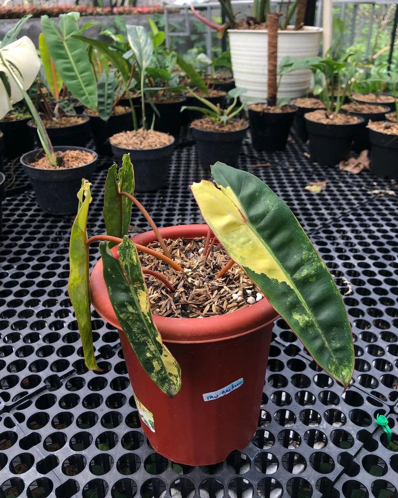 Philodendron Billietiae Variegated — Live Plant image 7