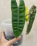 Philodendron Billietiae Variegated — Live Plant image 9