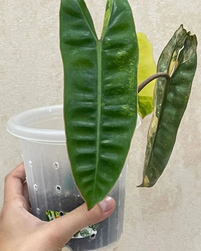 Philodendron Billietiae Variegated — Live Plant image 9