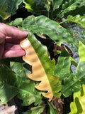 Very Rare Philodendron Ring of Fire Variegata - Large size image 0