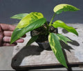 Rare Philodendron Domesticum Variegated Plant image 0