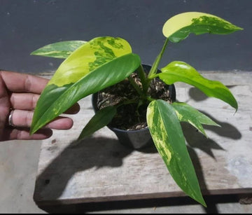 Rare Philodendron Domesticum Variegated Plant image 0