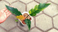 Philodendron Caramel Marble Variegated image 0