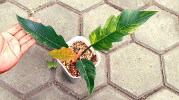 Philodendron Caramel Marble Variegated image 0