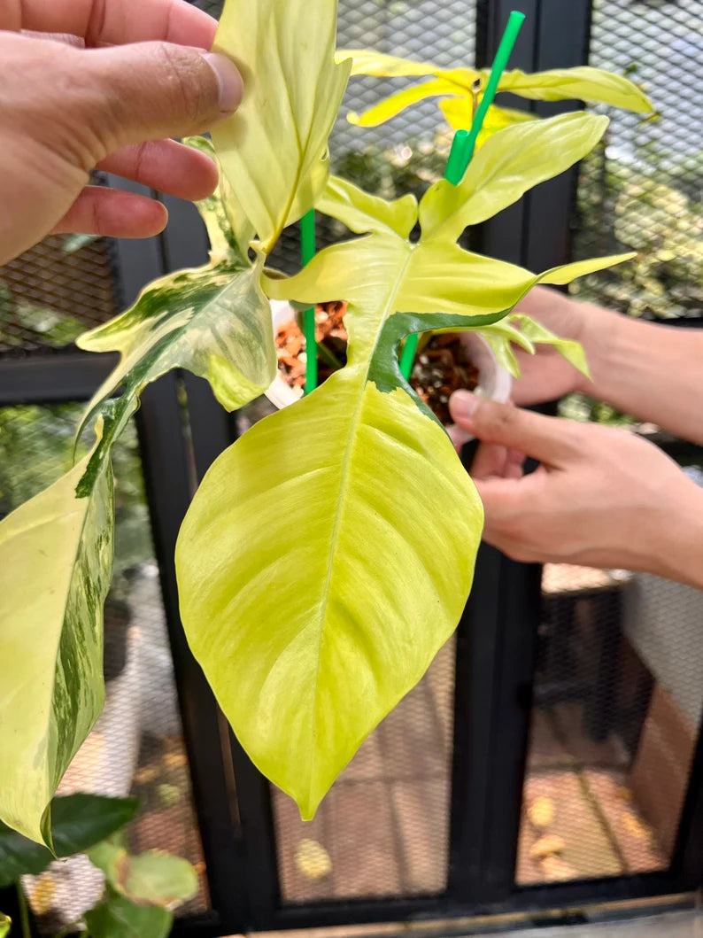 Philodendron Florida Beauty Variegated Fully Rooted Plant 4 big leaves image 3