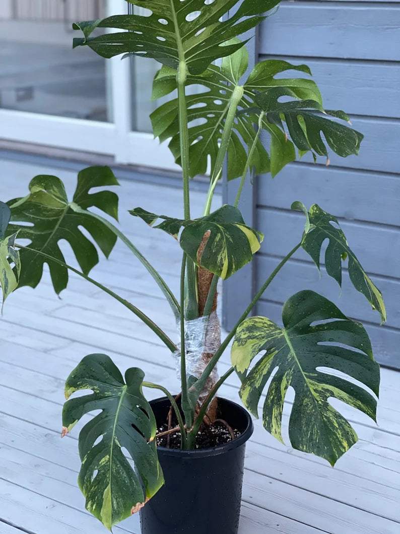 Monstera Deliciosa Sport Variegata — Green on Green, Large Form image 0