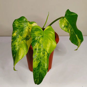 Philodendron Domesticum Variegated Rare image 0
