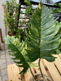 Rare Big Size Philodendron Caramel Marble Variegated Fully Rooted Plant 9 leaves image 9