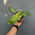 Philodendron Billietiae Variegated — Live Plant image 0
