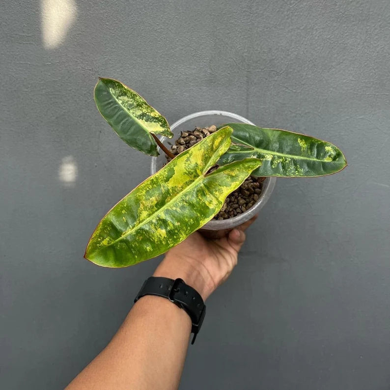 Philodendron Billietiae Variegated — Live Plant image 0