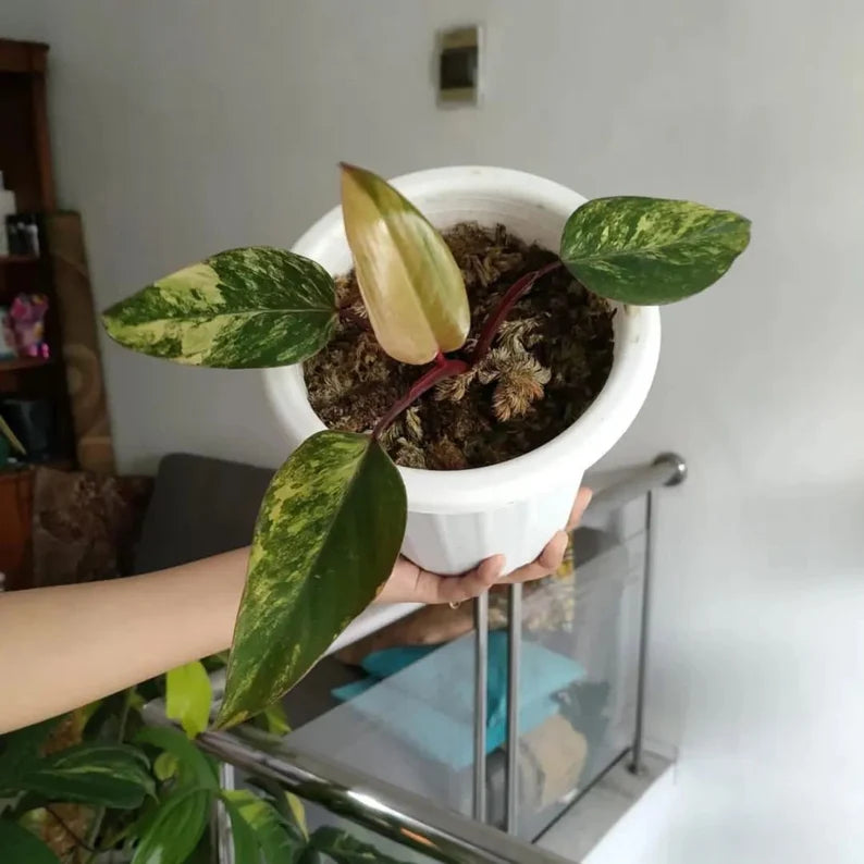 Philodendron Strawberry Shake Variegated — Rooted Plant image 2