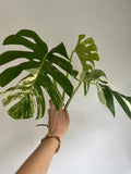 Variegated Monstera Deliciosa Albo Borsigiana 3 Leaves image 2