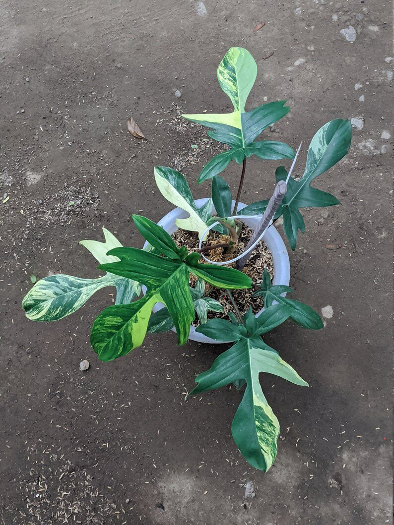 Philodendron Florida Beauty Variegated 8 Leaves image 2