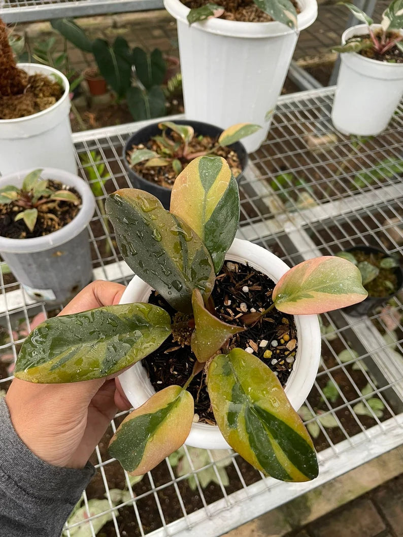 Philodendron Black Cardinal Variegated image 0