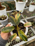 Philodendron Black Cardinal Variegated image 0
