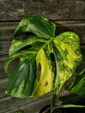 Sport Monstera XXL - Monstera Aurea - Variegated Monstera Deliciosa Large Form Sport Aurea. Monreo. image 5