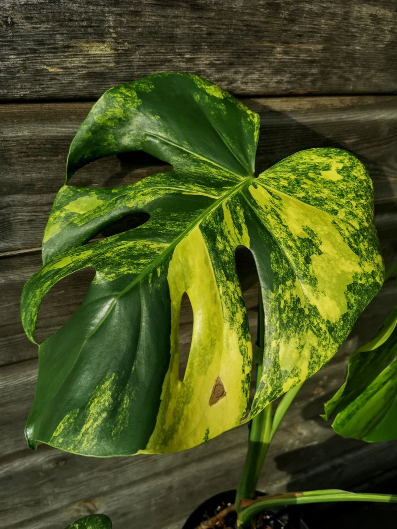 Sport Monstera XXL - Monstera Aurea - Variegated Monstera Deliciosa Large Form Sport Aurea. Monreo. image 5