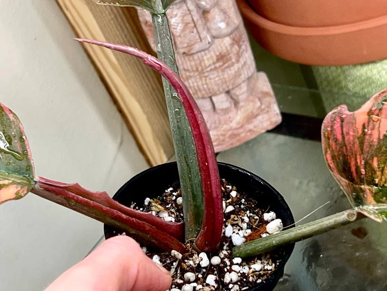 Highly Variegated Philodendron Caramel Marble rooted plant ( pic.2-9th), RARE#1 image 6