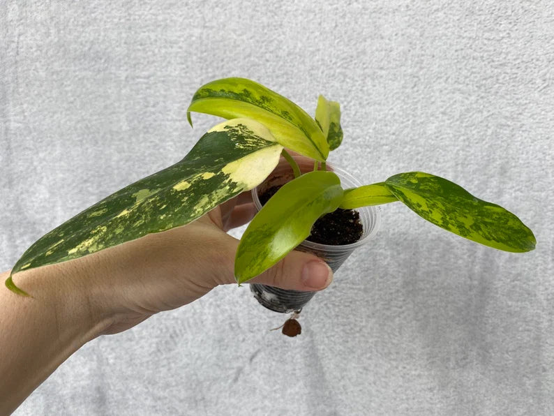 Philodendron domesticum variegated image 1