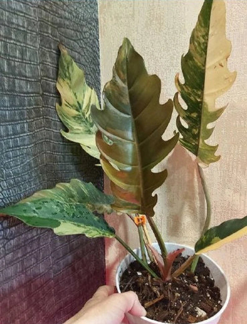 Philodendron Caramel Marble Plant Well Rooted Mother Plant image 1
