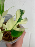Variegated Rhaphidophora Tetrasperma Paragon Albo image 6