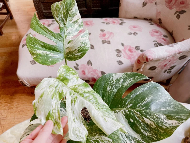 Very Rare: 5 leaves Monstera albo borsiagina Marble full rooted- H40cm image 5