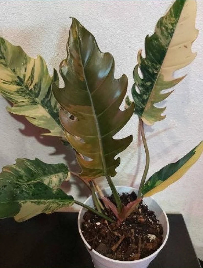 Philodendron Caramel Marble Plant Well Rooted Mother Plant image 0