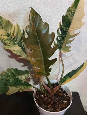 Philodendron Caramel Marble Plant Well Rooted Mother Plant image 0