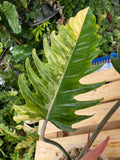 Rare Big Size Philodendron Caramel Marble Variegated Fully Rooted Plant 9 leaves image 6