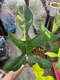 Philodendron Florida Beauty Variegated (Pedatum) image 0