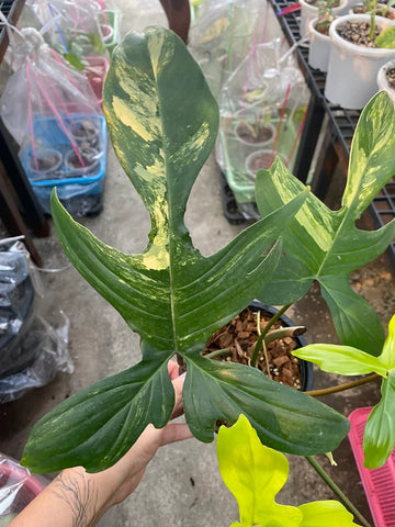 Philodendron Florida Beauty Variegated (Pedatum) image 0