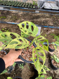 Lot of 5x Monstera Adansonii Mint Variegation Rooted Plants image 4