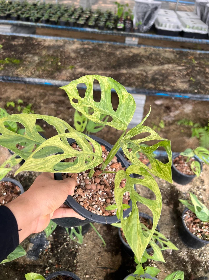 Lot of 5x Monstera Adansonii Mint Variegation Rooted Plants image 4