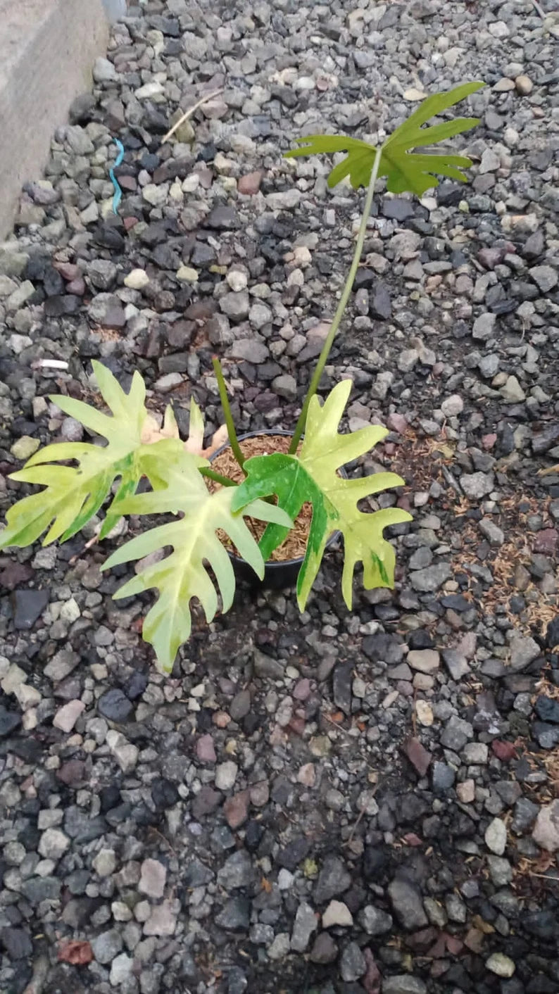Philodendron Radiatum Aurea Variegated Rare image 1