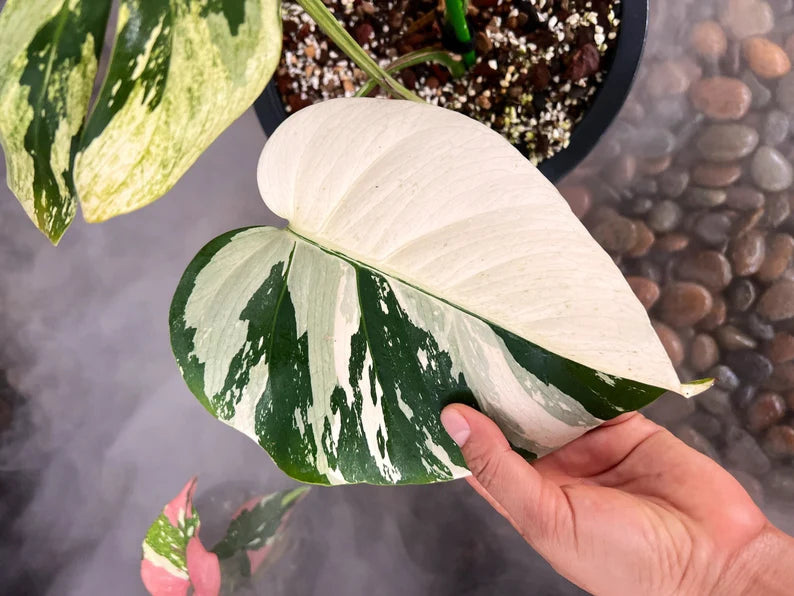 Rare Monstera Mint Deliciosa Borsigiana Variegata Live Plant Fully Rooted 4 Leaves image 4