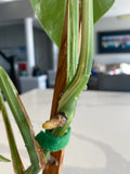 Monstera Albo FULL PLANT image 7