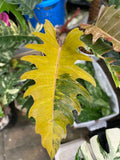Rare Big Size Philodendron Caramel Marble Variegated Fully Rooted Plant 9 leaves image 8