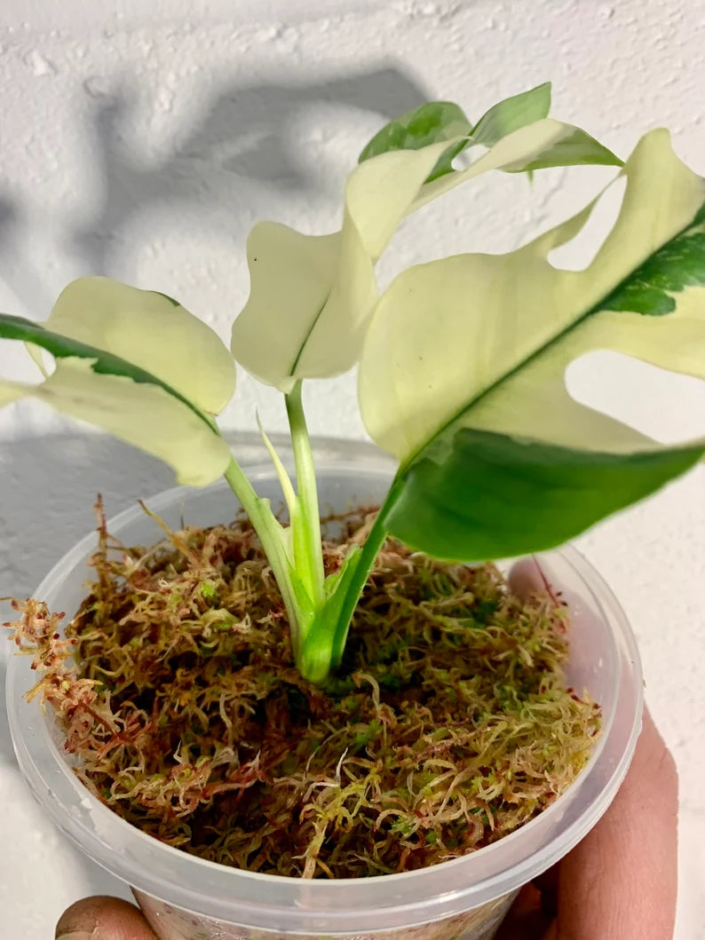Variegated Rhaphidophora Tetrasperma Paragon Albo image 5