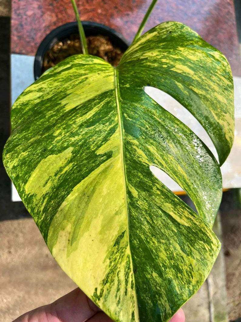 Monstera AUREA Variegated Borsigiana Live Plant Fully Rooted image 2