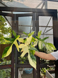 Philodendron Florida Beauty Variegated Fully Rooted Plant 4 big leaves image 0