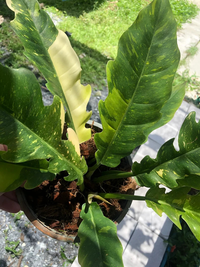 Very Rare Philodendron Ring of Fire Variegata - Large size image 7