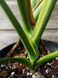 Sport Monstera XXL - Monstera Aurea - Variegated Monstera Deliciosa Large Form Sport Aurea. Monreo. image 1