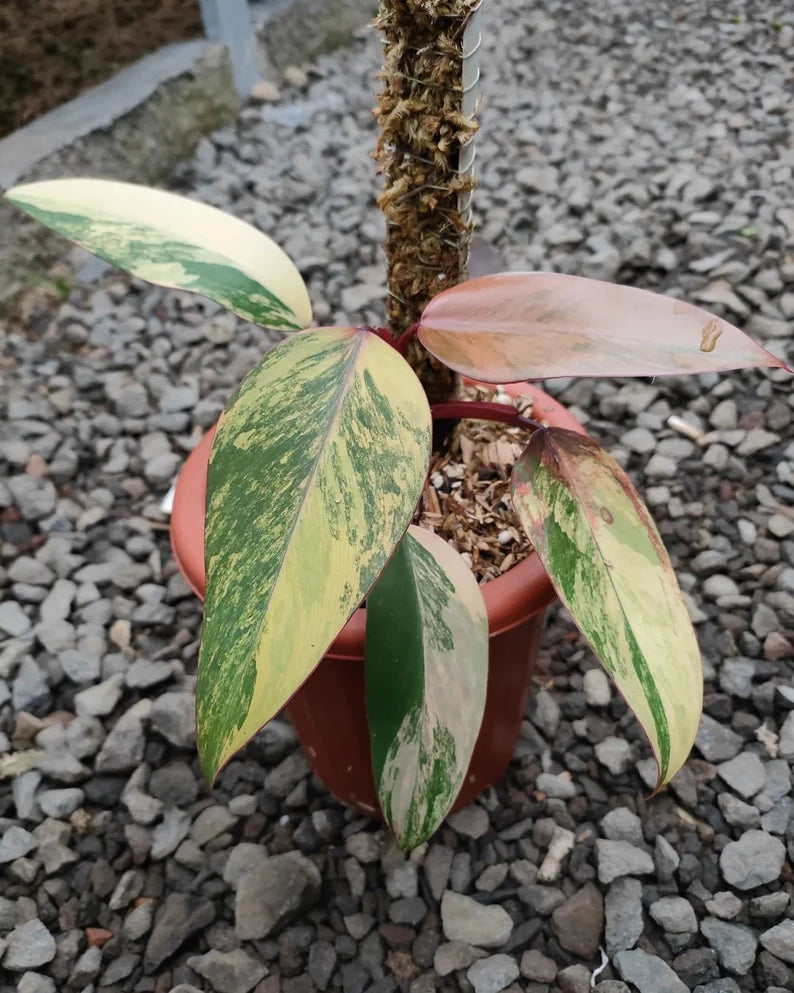 Philodendron Strawberry Shake Variegated — Rooted Plant image 7