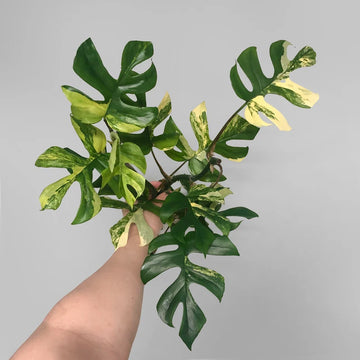 Rhaphidophora Tetrasperma Aurea Variegated image 0