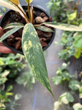 Philodendron Caramel Marble Variegated Fully Rooted Baby Plant image 6