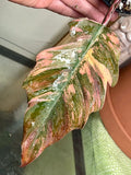 Highly Variegated Philodendron Caramel Marble rooted plant ( pic.2-9th), RARE#1 image 3