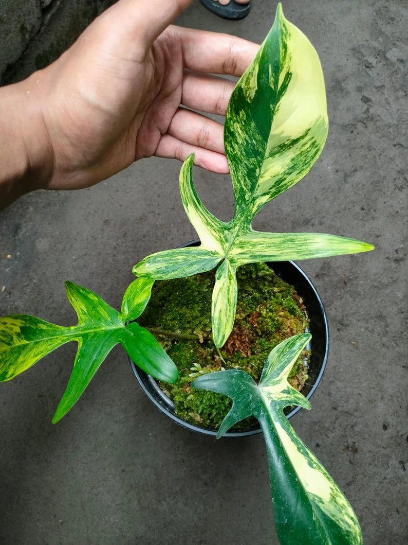 Philodendron Florida Beauty Variegated 3 Leaf Luxurious Variegata image 2