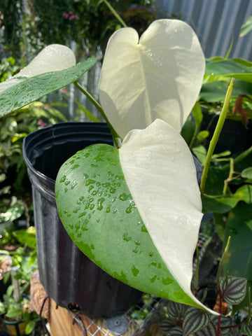 Monstera deliciosa albo image 0